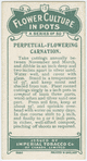 Perpetual-flowering carnation.
