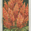Celosia.