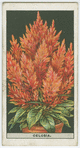 Celosia.