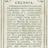 Celosia.