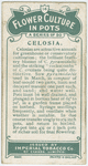 Celosia.