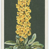 Celsia.