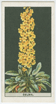 Celsia.