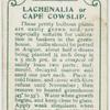 Lachenalia or cape cowslip.