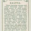 Salvia.
