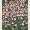 Schizanthus or butterfly flower.
