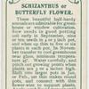 Schizanthus or butterfly flower.
