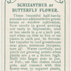 Schizanthus or butterfly flower.