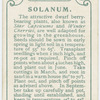 Solanum.
