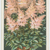 Spiraea.