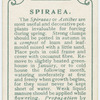 Spiraea.