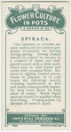 Spiraea.