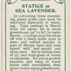 Statice or sea lavender.