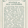 Statice or sea lavender.