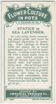 Statice or sea lavender.