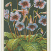 Streptocarpus or cape primrose.