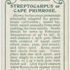 Streptocarpus or cape primrose.