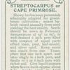 Streptocarpus or cape primrose.