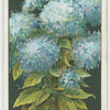 Trachelium or blue throat-wort.