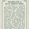 Trachelium or blue throat-wort.