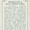 Trachelium or blue throat-wort.