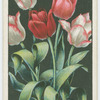 Tulip.