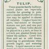 Tulip.