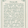 Tulip.