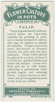 Tulip.