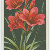 Vallota or scarborough lily.