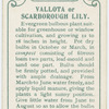 Vallota or scarborough lily.
