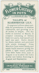 Vallota or scarborough lily.