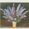 Delphiniums