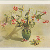 Lilium speciosum