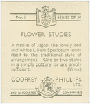 Lilium speciosum