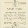 Carnations