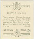 Tawny-shaded chrysanthemums
