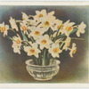 Narcissi