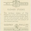 May flowering tulips