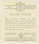 May flowering tulips