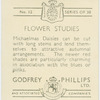 Michaelmas daisies