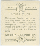 Michaelmas daisies