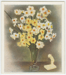 Polyanthus or bunch flowered narcissi