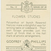 Polyanthus or bunch flowered narcissi