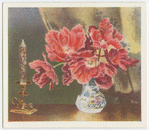 Parrot tulips