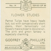 Parrot tulips