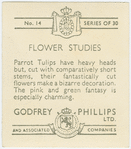 Parrot tulips