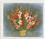 Gladioli