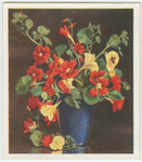 Nasturtiums