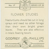 Nasturtiums
